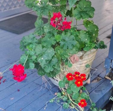 Loretta- a rustic country cottage
