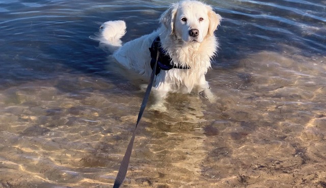 Pet Friendly 2 min walk to Beach, Shops, 5 min walk to Dog Beach Tassells Cove