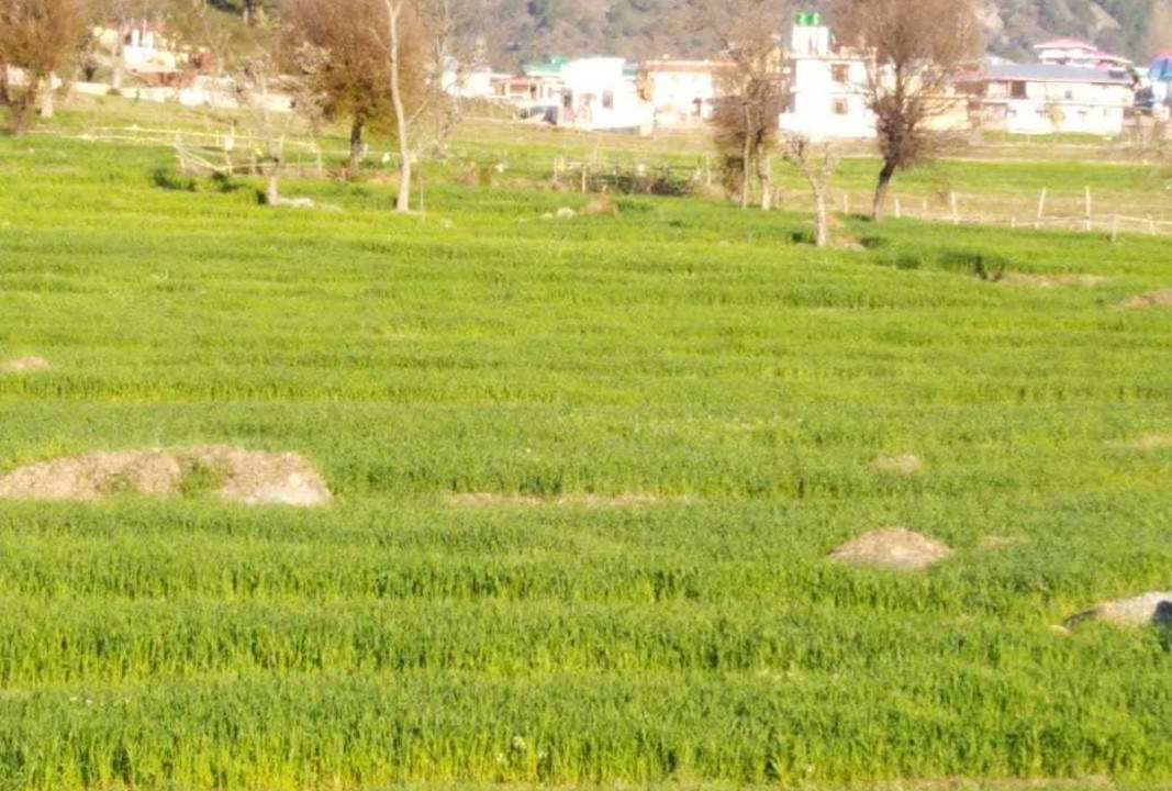 Photo of Others in Palampur
