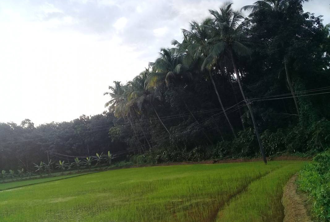 Photo of Others in Palakkad
