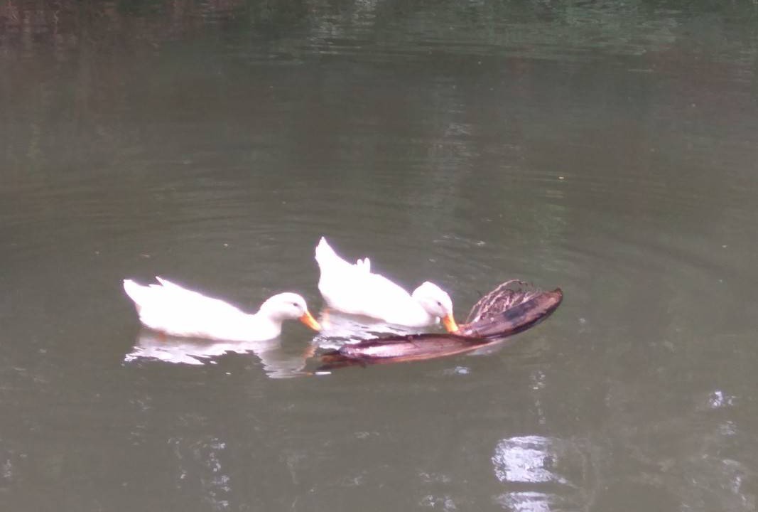 Photo of Others in Kushalnagar