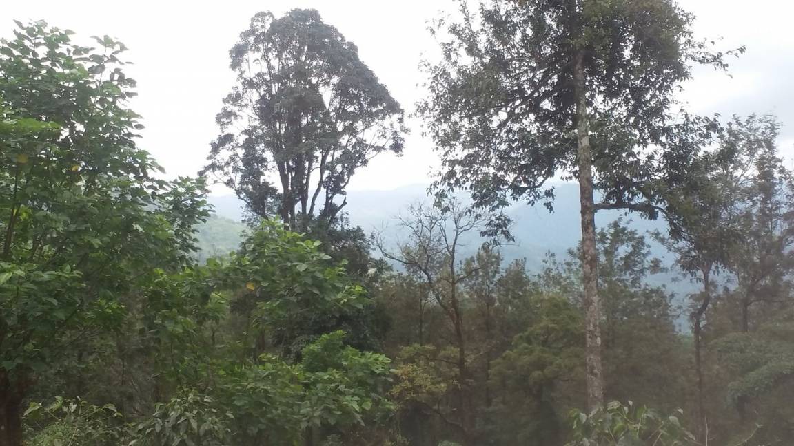 Photo of Others in Valparai