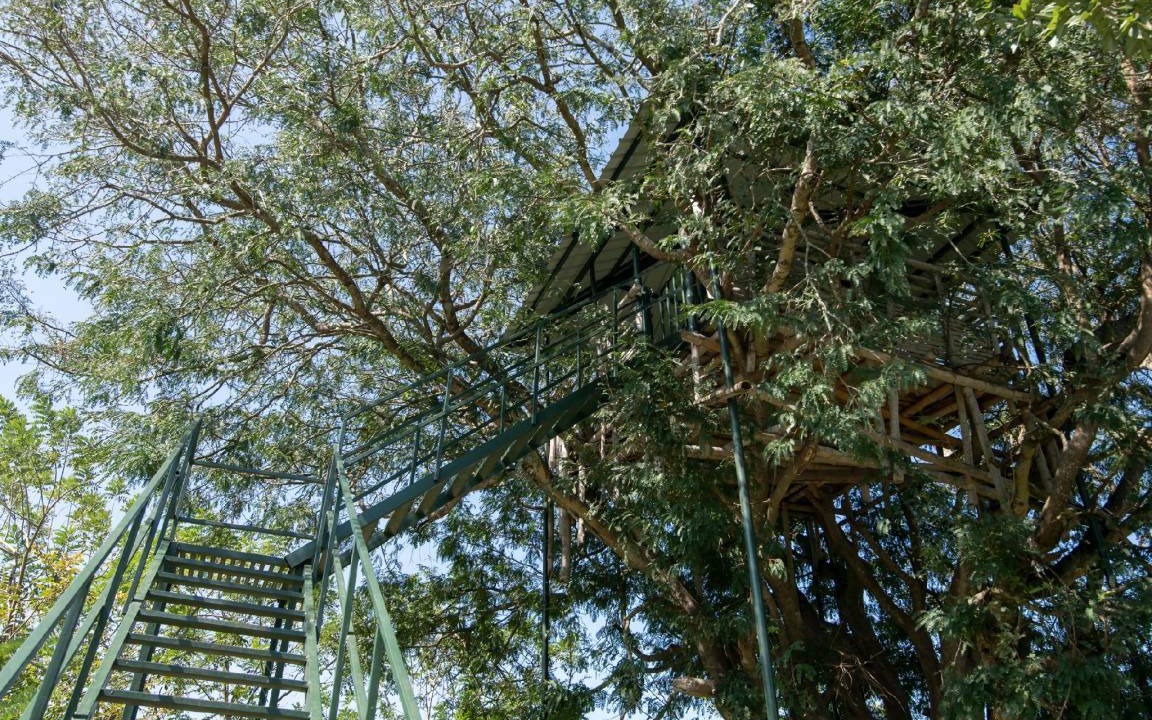 Photo of Others in Masinagudi