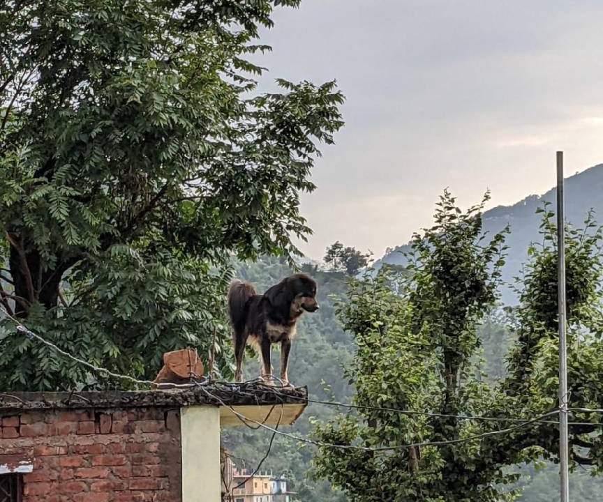 Photo of Others in Guptkashi