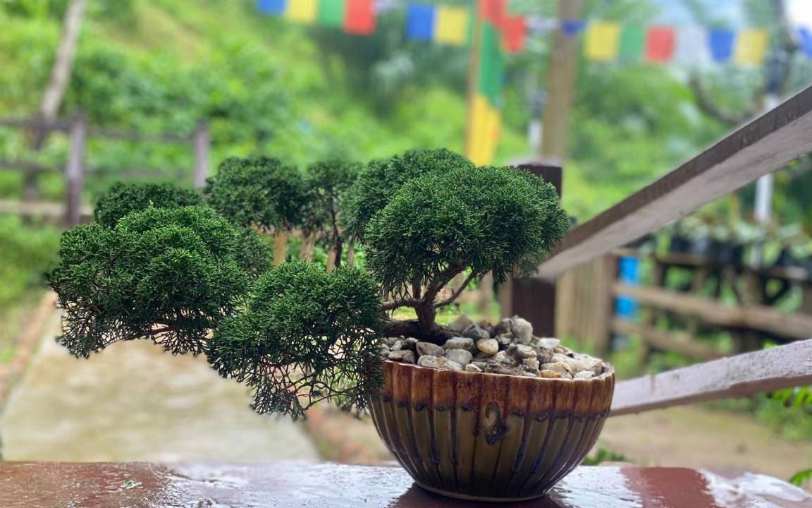 Photo of Others in Singtam Tea Garden