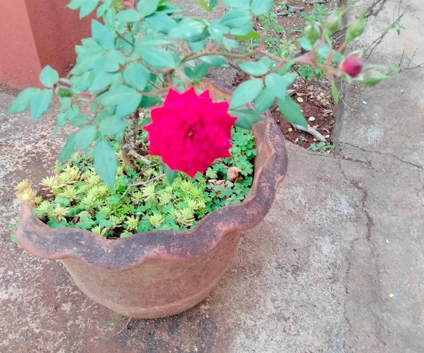 Photo of Others in Yelagiri