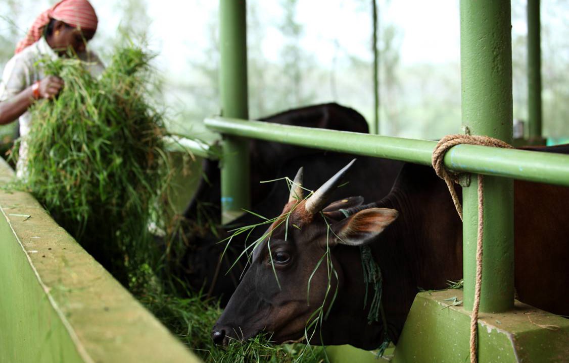 Photo of Others in Thekkady