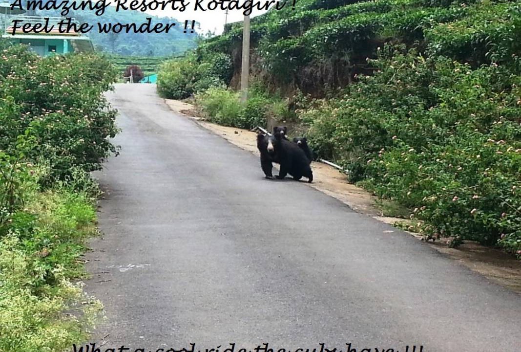 Photo of Others in Kotagiri