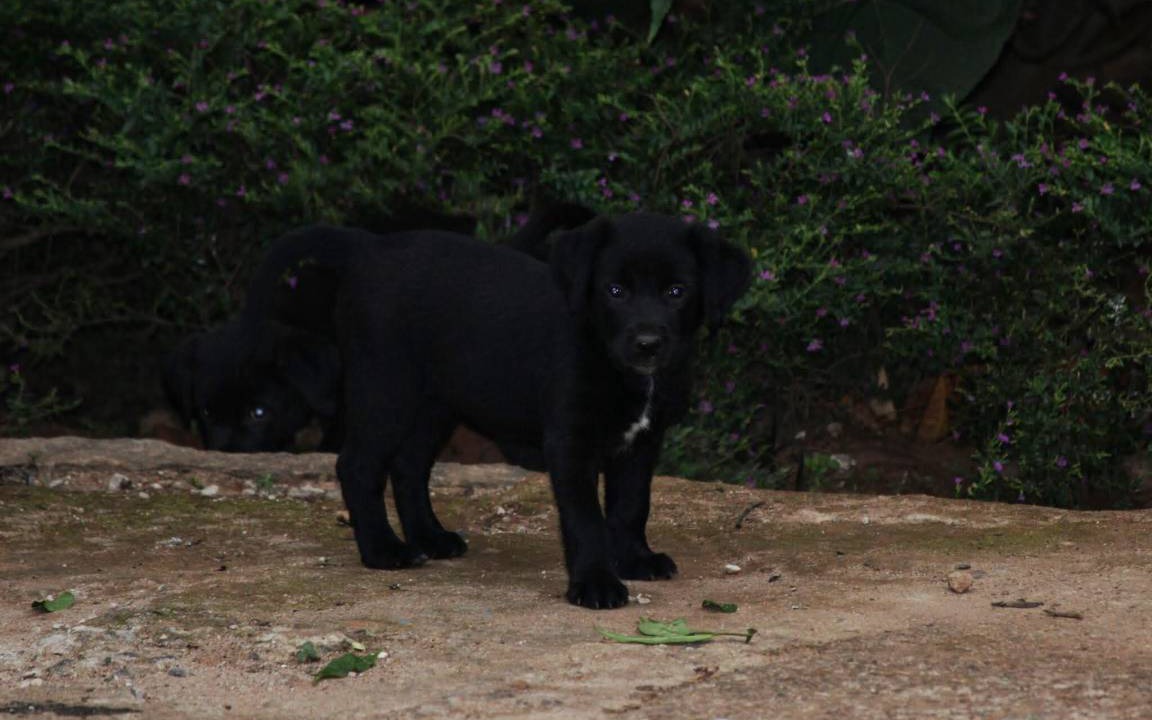 Photo of Others in Cherambadi