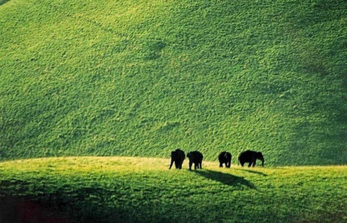 Photo of Others in Valparai