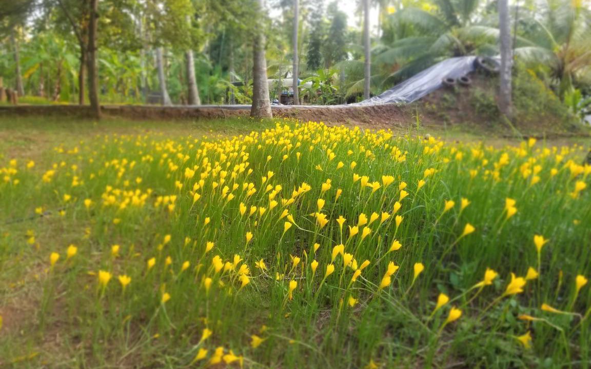 Photo of Others in Anaimalai