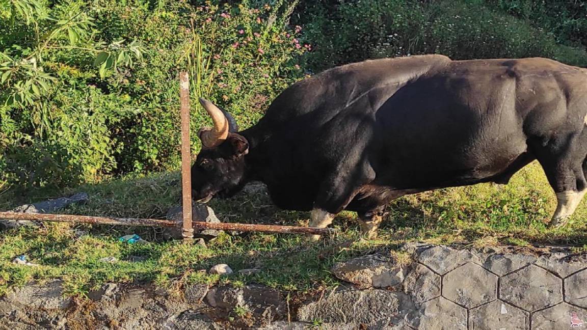 Photo of Others in Kodaikanal