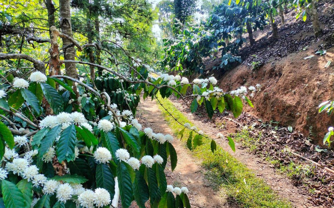 Photo of Outdoor in Madikeri