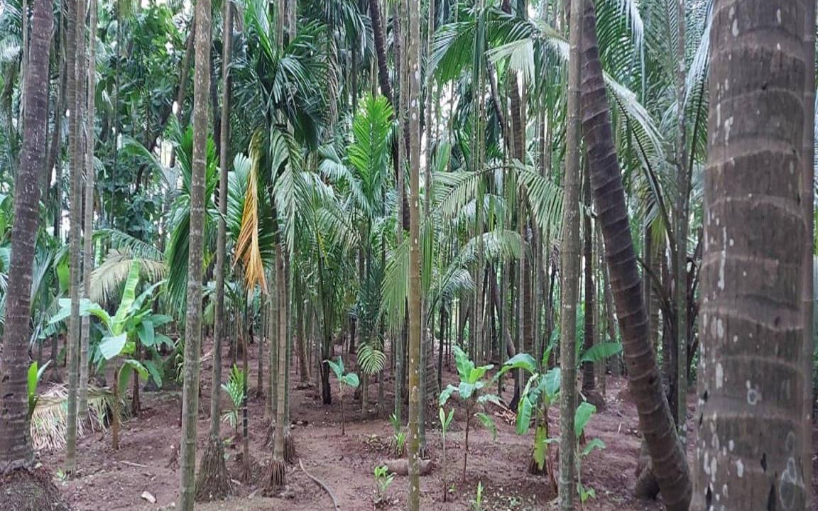 Photo of Others in Alibaug