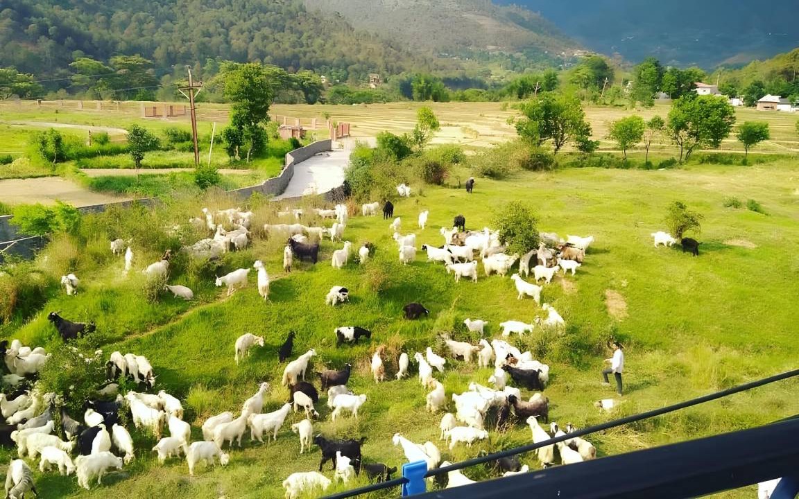 Photo of Others in Palampur