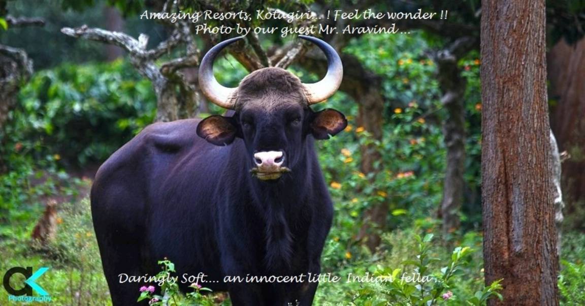 Photo of Others in Kotagiri
