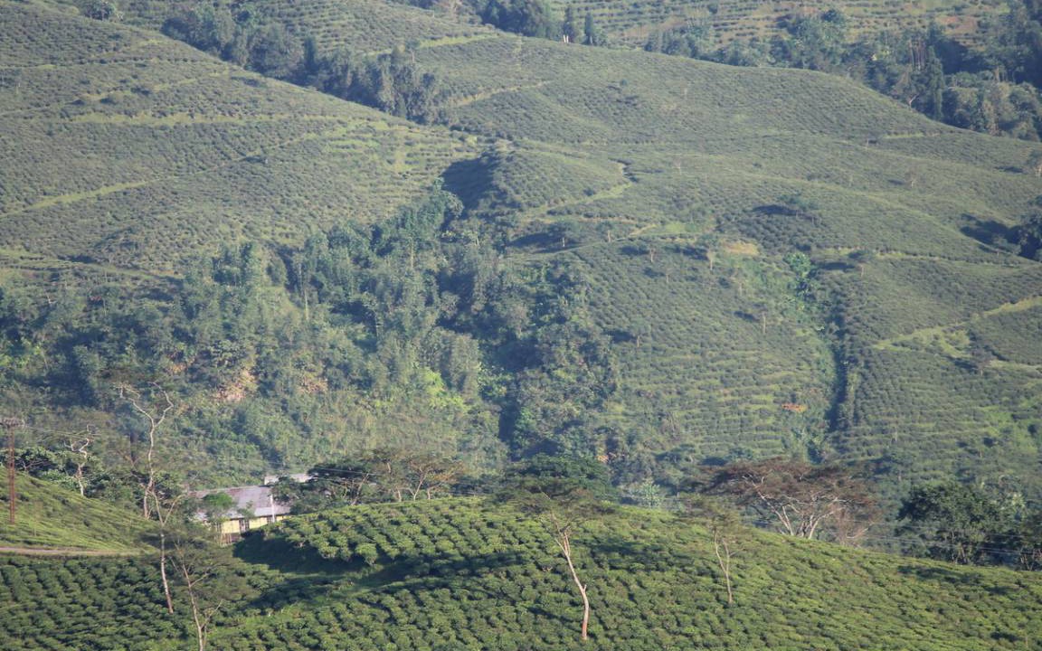 Photo of Others in Darjeeling