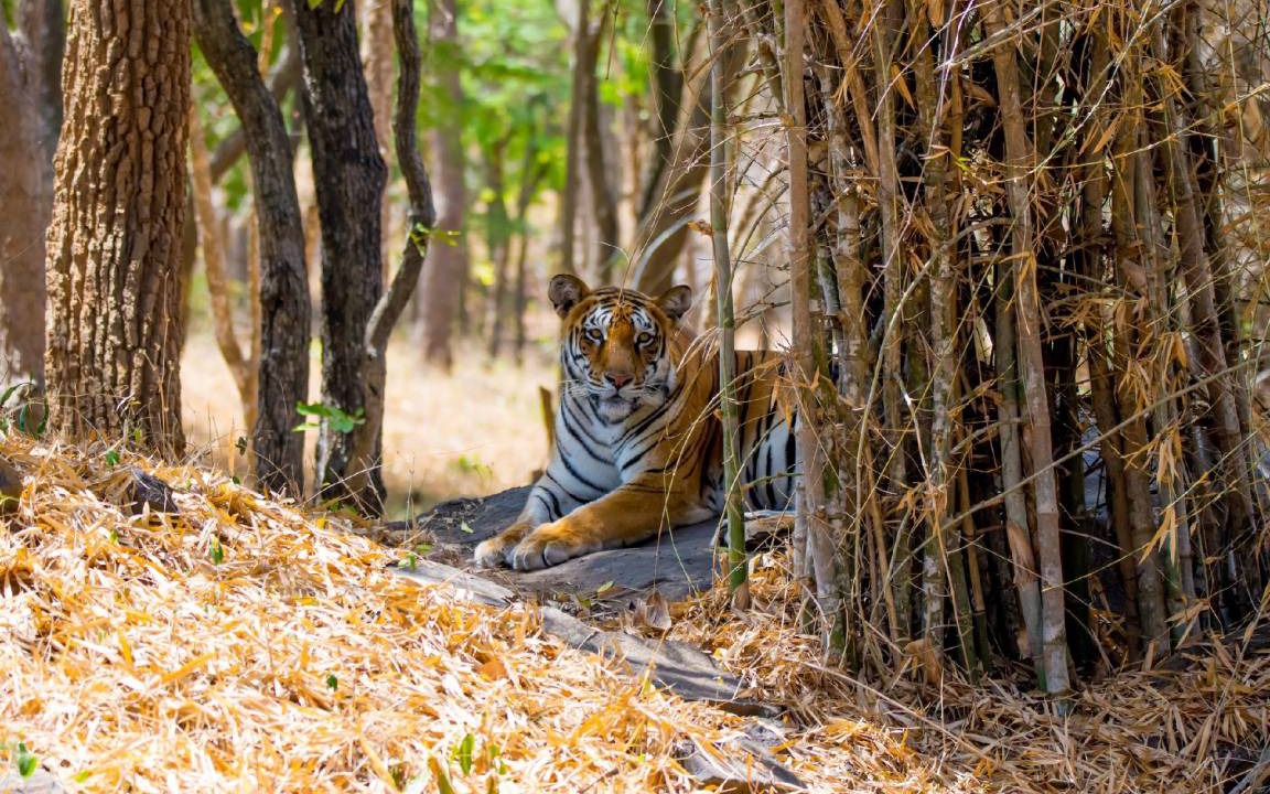Photo of Others in Jayanagar