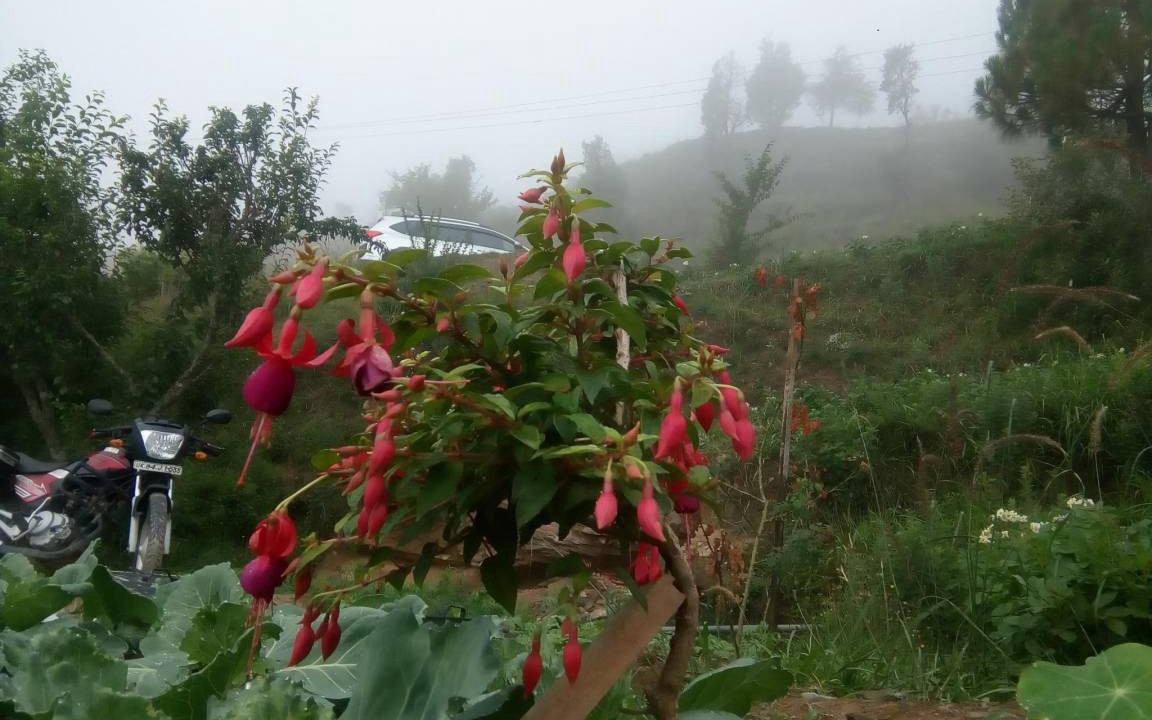 Photo of Others in Mukteshwar