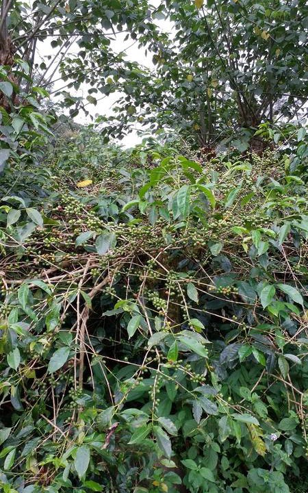 Photo of Others in Valparai