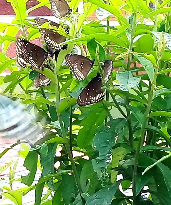 Photo of Others in Palakkad