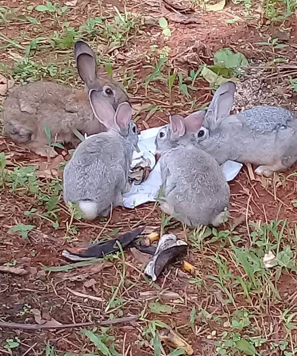 Photo of Outdoor in Palakkad