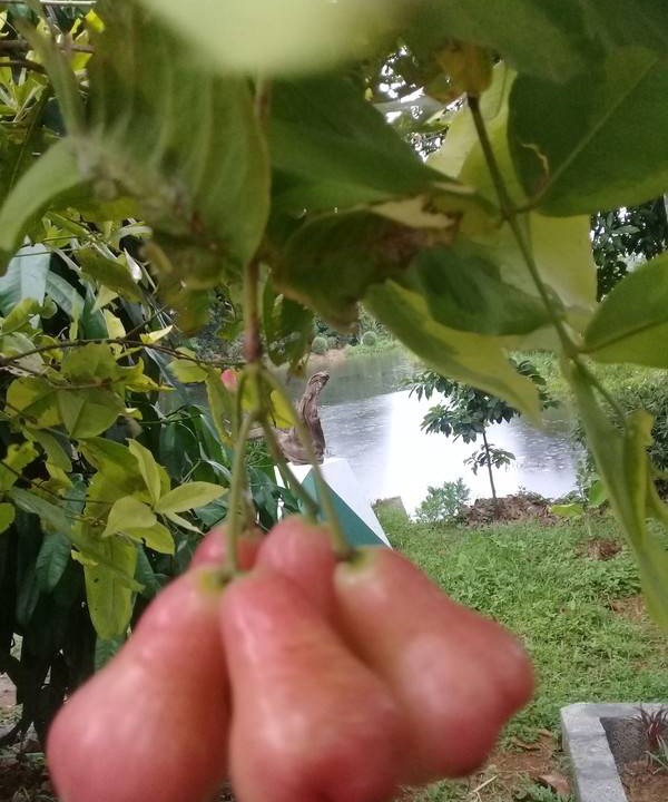 Photo of Outdoor in Palakkad