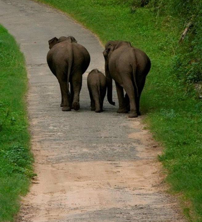Photo of Others in Valparai