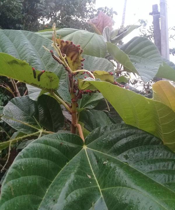 Photo of Outdoor in Palakkad