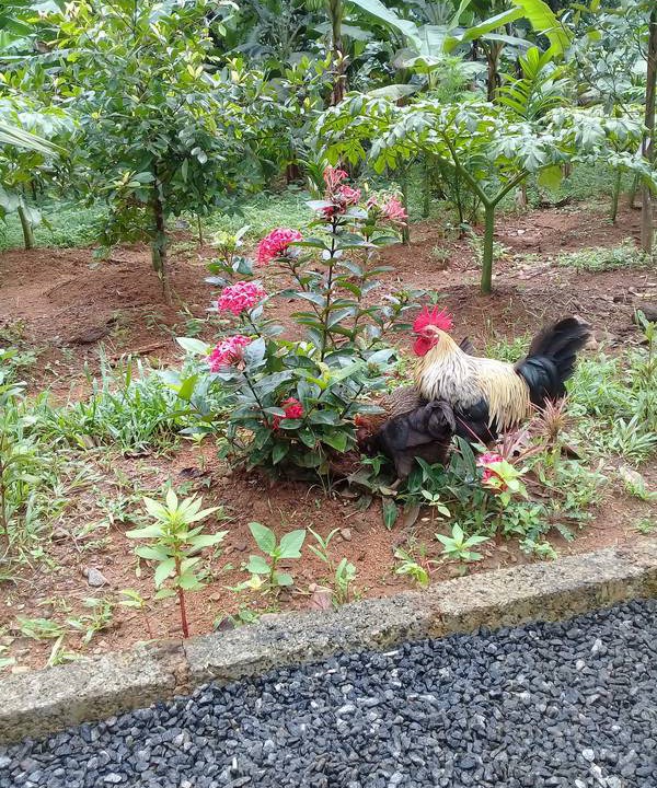 Photo of Others in Palakkad