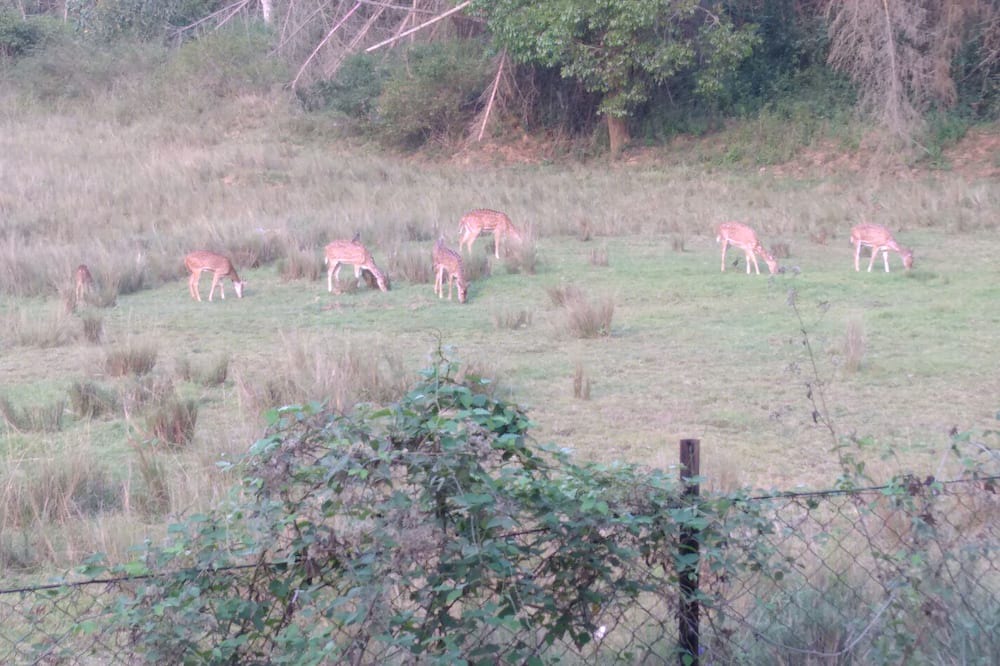 Photo of Outdoor in Naduvattam