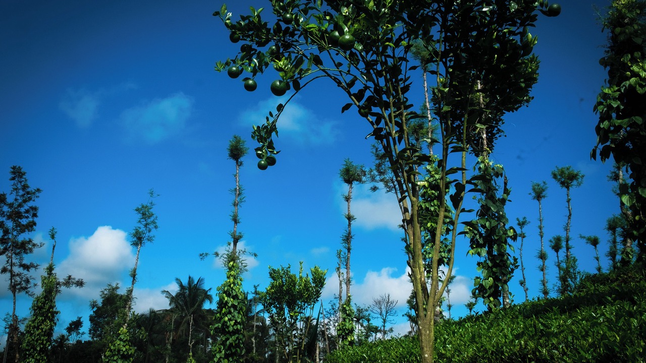Photo of Outdoor in Mananthavady