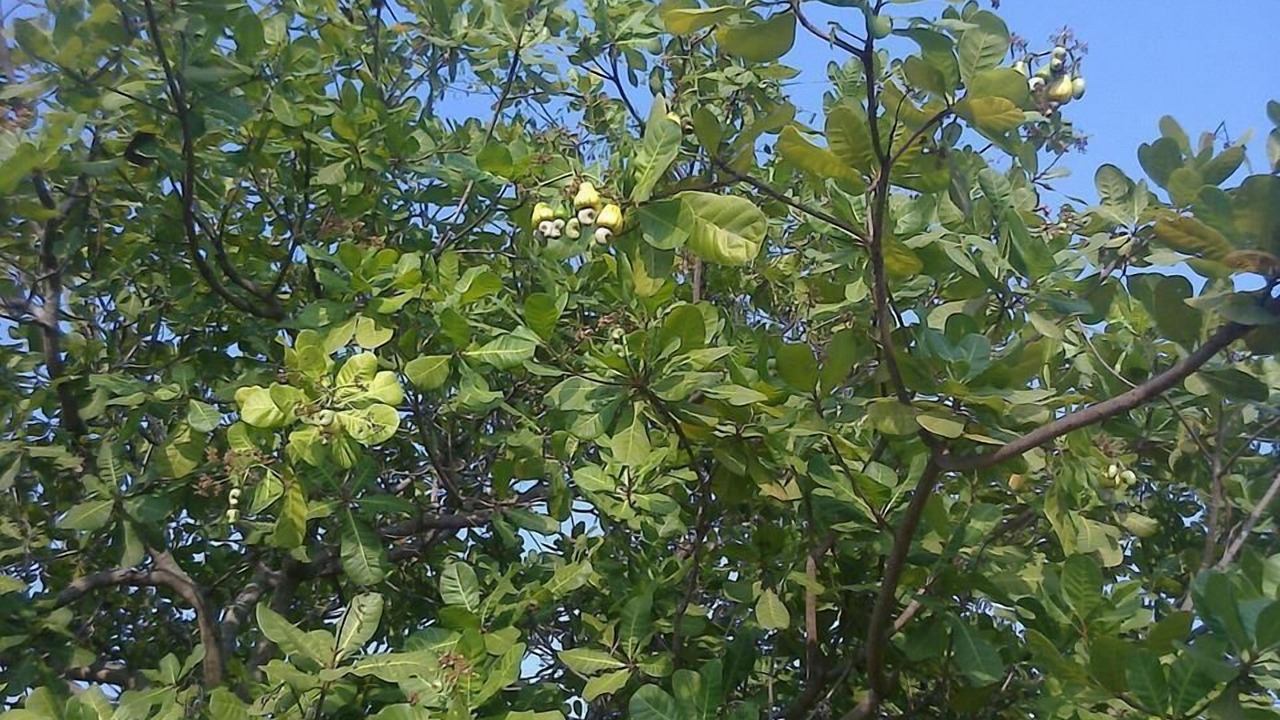 Photo of Others in Saranthangi