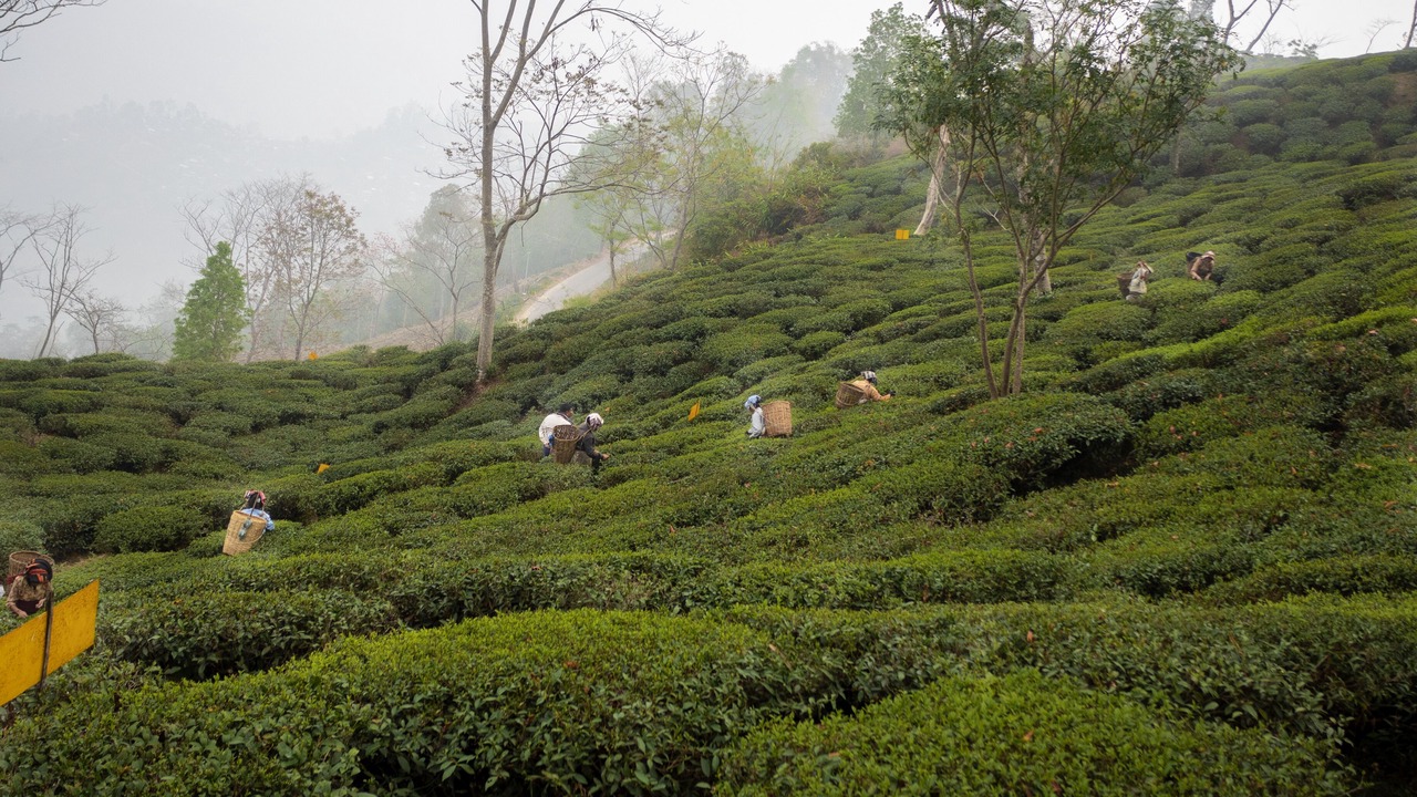 Photo of Others in Darjeeling