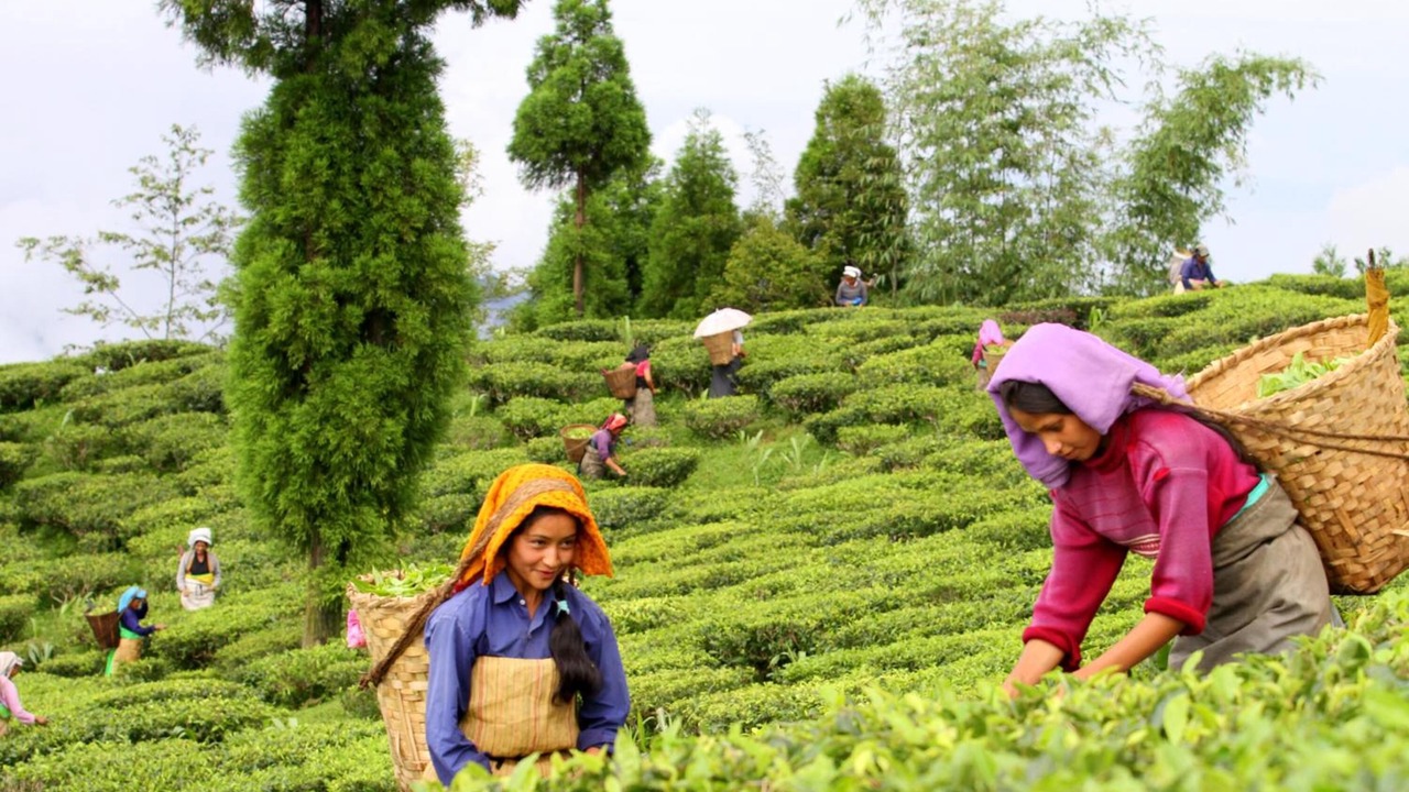 Photo of Outdoor in Kurseong