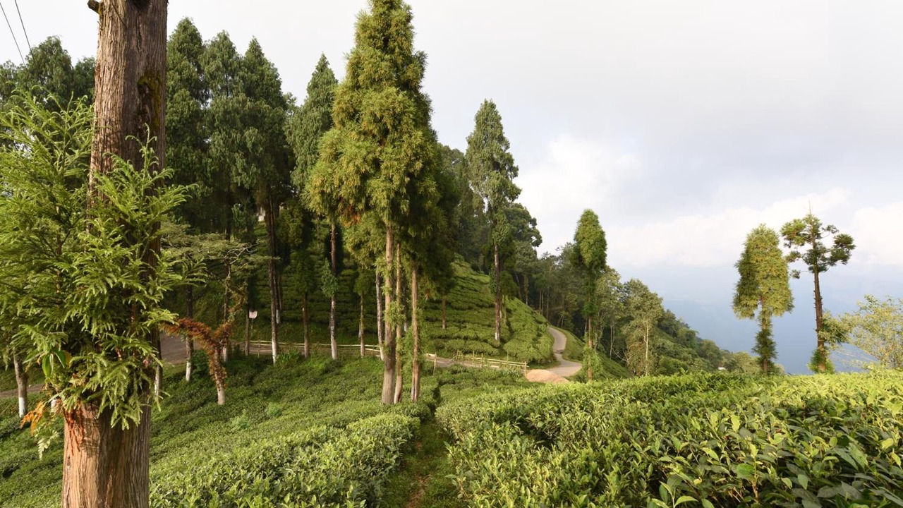 Photo of Outdoor in Kurseong