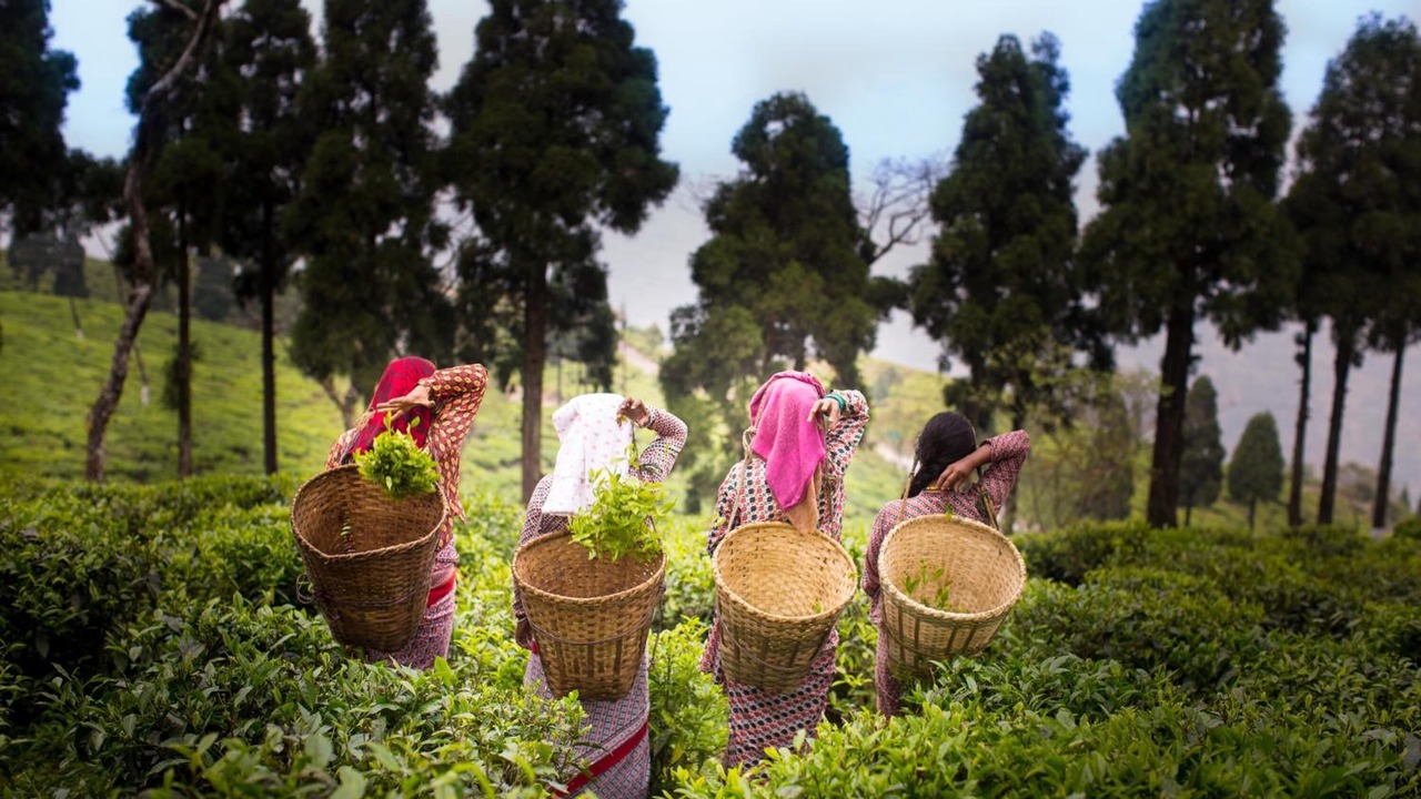 Photo of Outdoor in Kurseong