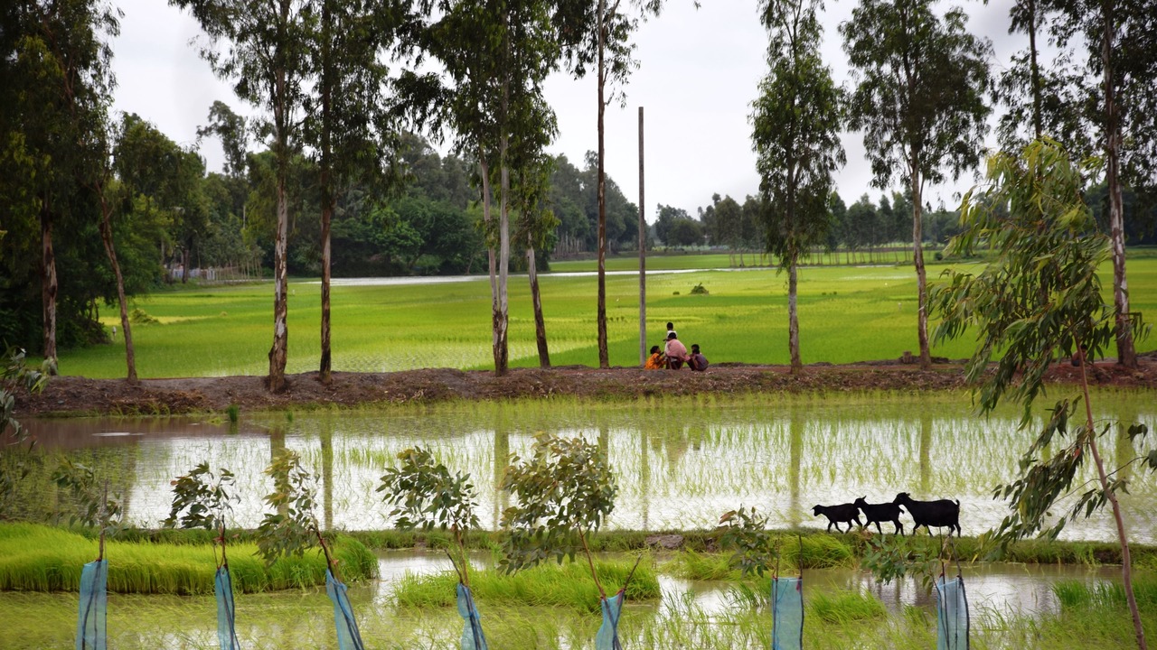 Photo of Outdoor in Basirhat