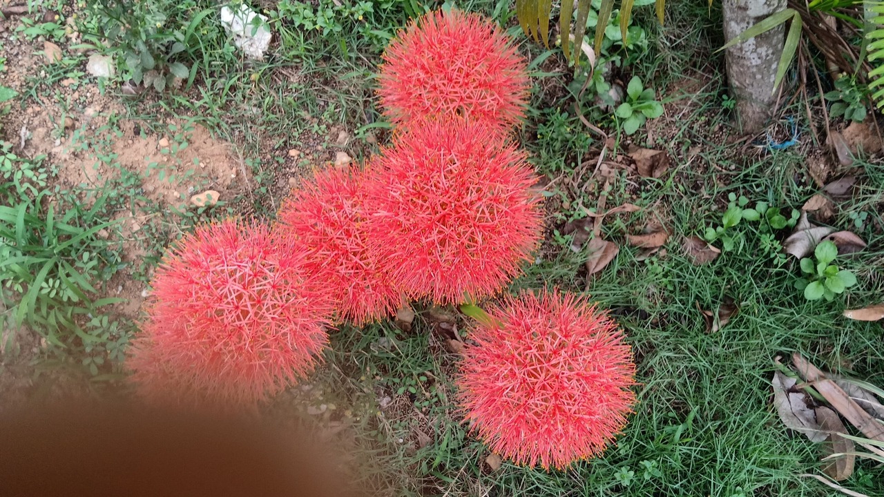Photo of Outdoor in Kolagappara