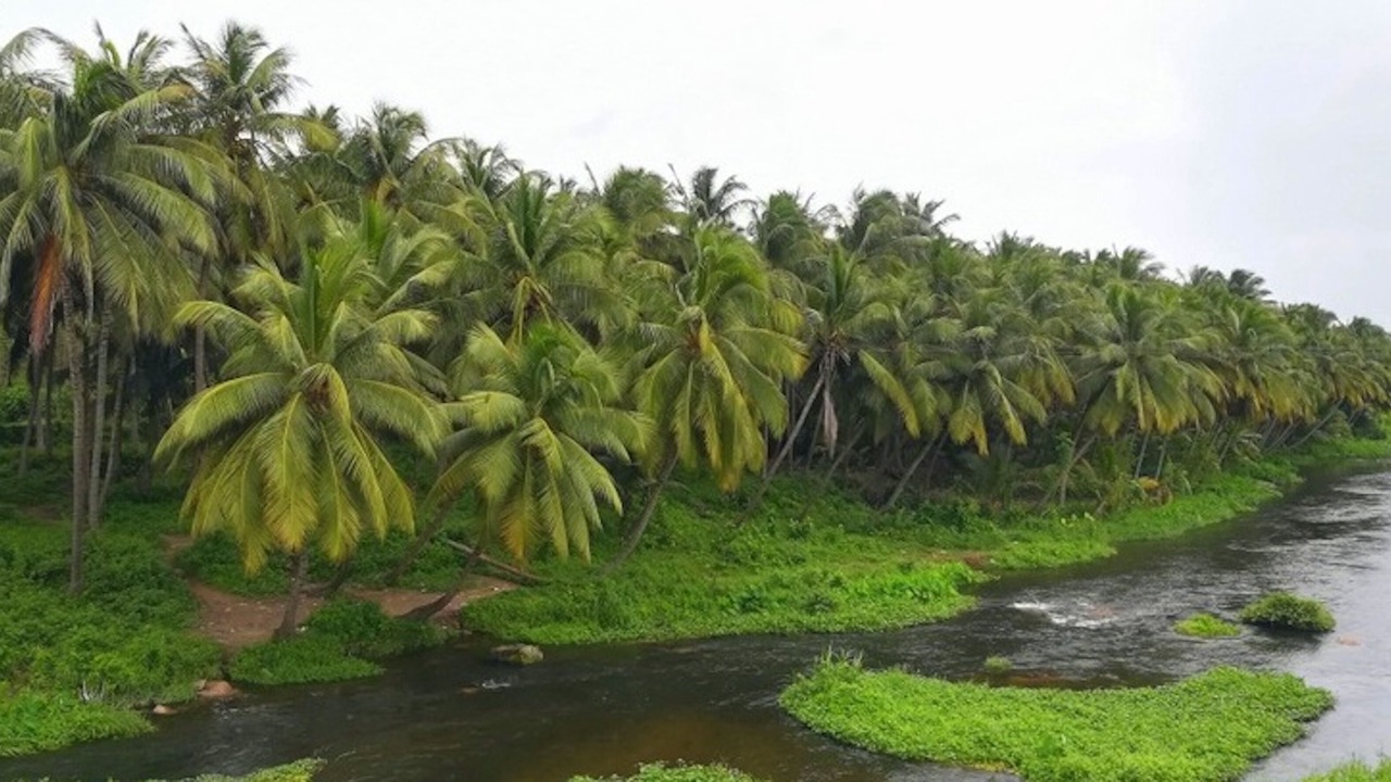 Photo of Others in Anaimalai