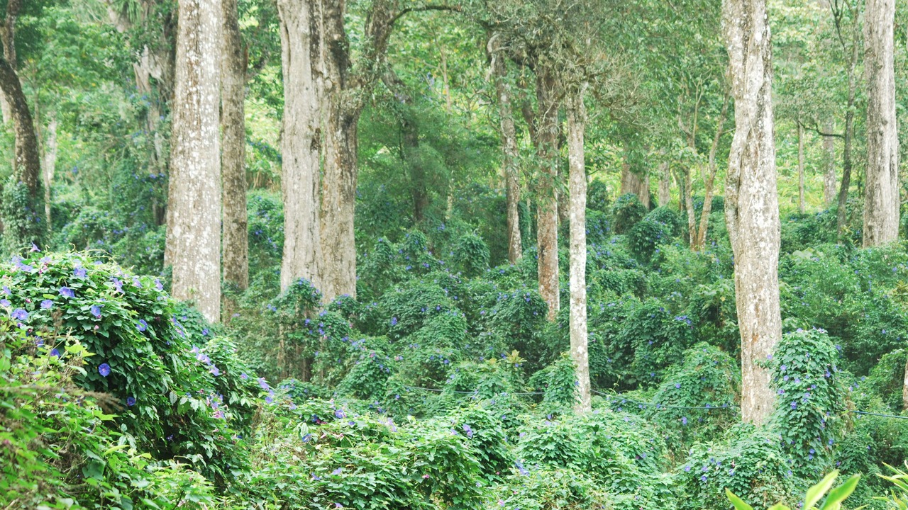 Photo of Outdoor in Moolakadai