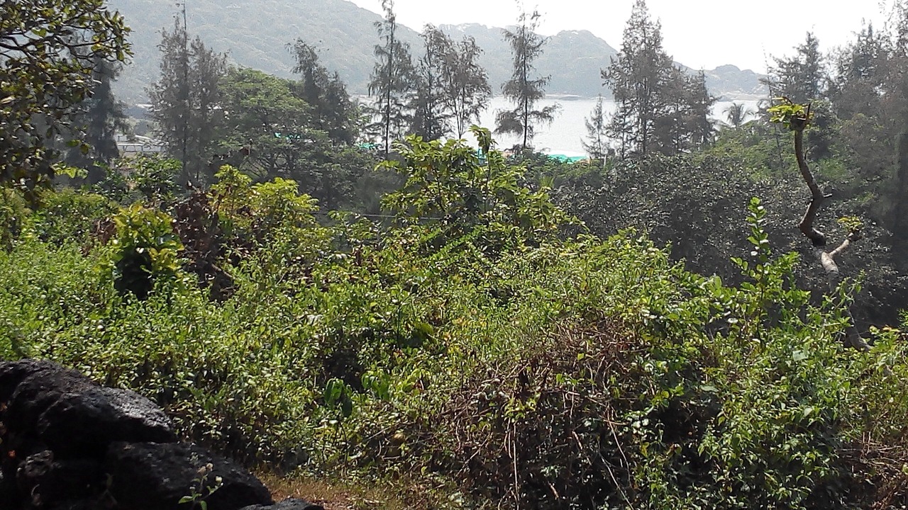 Photo of Outdoor in Agonda