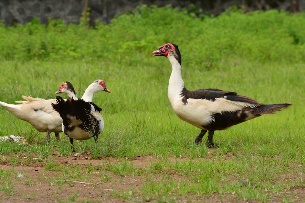 Photo of Others in Trimbak