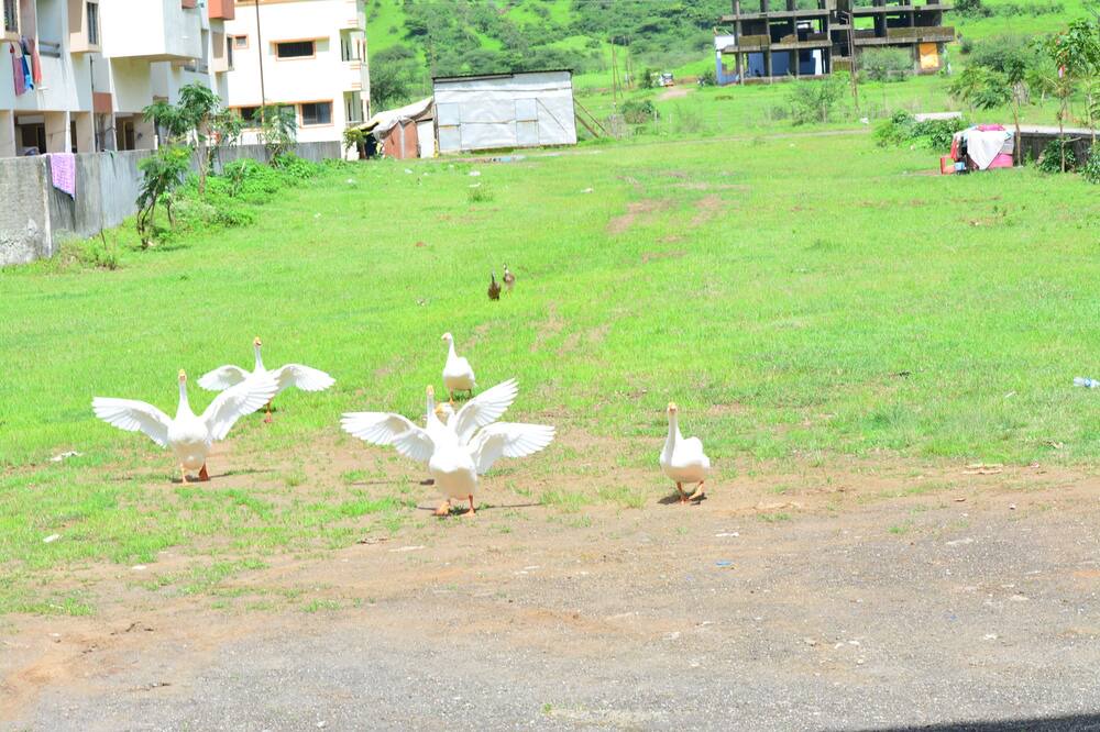 Photo of Outdoor in Trimbak