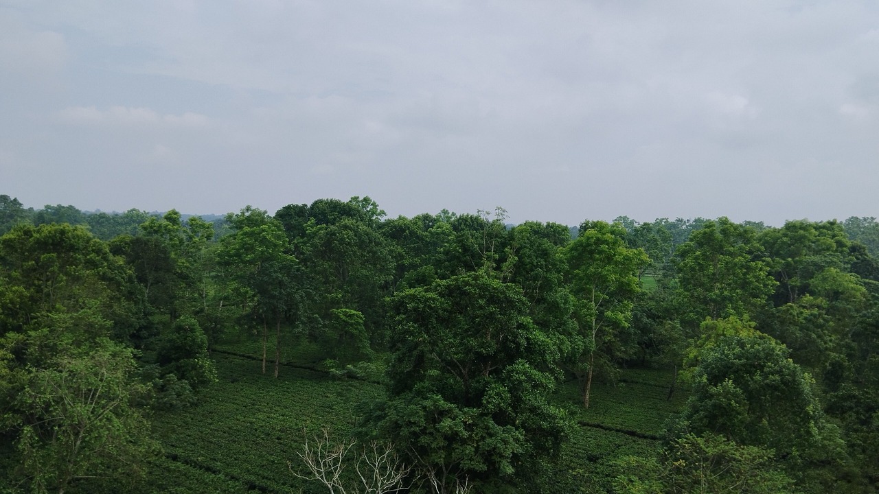 Photo of Outdoor in Alipurduar