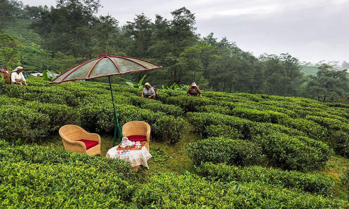 Photo of Outdoor in Ging Tea Garden