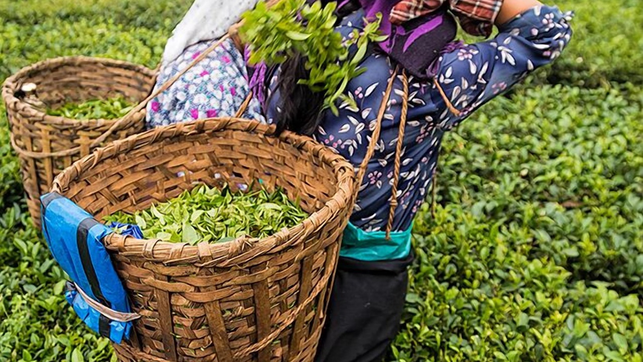 Photo of Outdoor in Ging Tea Garden