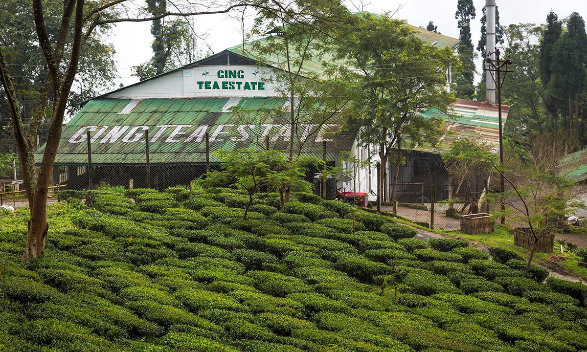 Photo of Others in Ging Tea Garden