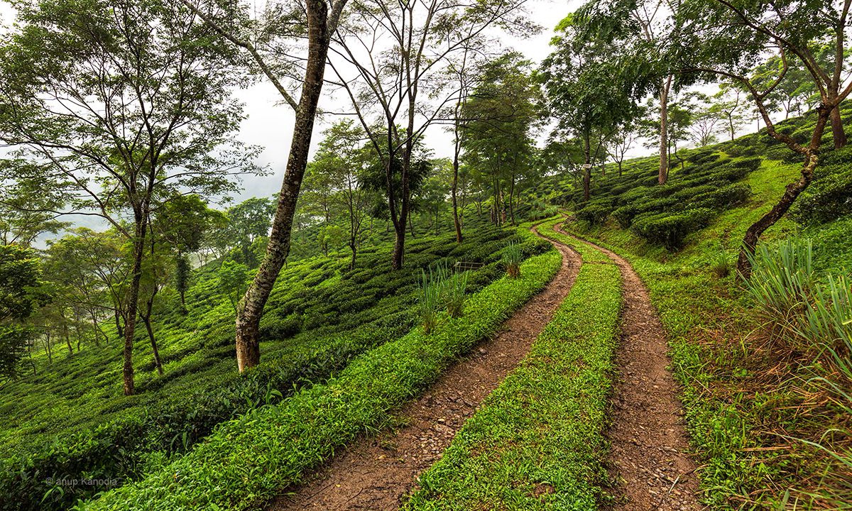 Photo of Outdoor in Ging Tea Garden