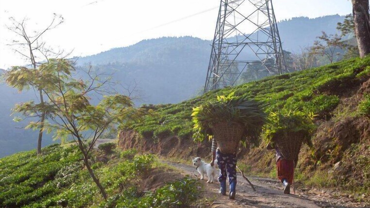 Photo of Others in Darjeeling